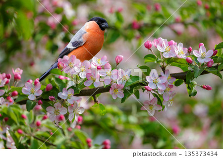 little bird perching on branch of blossom apple tree with pink flowers. Bullfinch. Pyrrhula pyrrhula 135373434