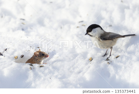 Small grey mouse peeking out from a snow hole and looks at chickadee bird. Winter time 135373441