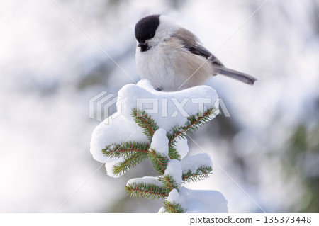 little bird perching on branch of snowy fir tree. Black capped chickadee 135373448