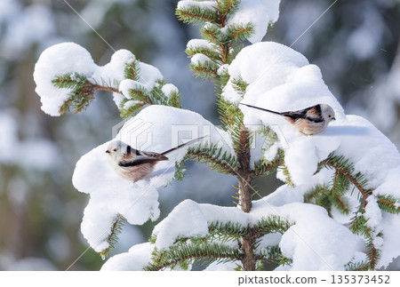 little birds perching on branch of snowy fir tree. Long tailed tit. Aegithalos caudatus little birds perching on branch of snowy fir tree. Long tailed tit. Aegithalos caudatus 135373452