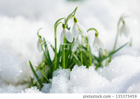 Snowdrop flowers blooming in snow covering. First spring flowers Snowdrop flowers blooming in snow covering. First spring flowers 135373459