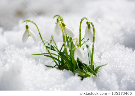 Snowdrop flowers blooming in snow covering. First spring flowers Snowdrop flowers blooming in snow covering. First spring flowers 135373460