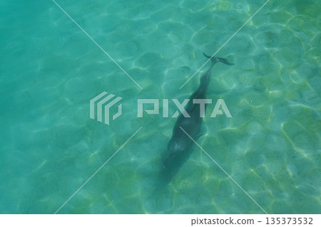 清澈的海水和海豚 清澈的海水和海豚 135373532