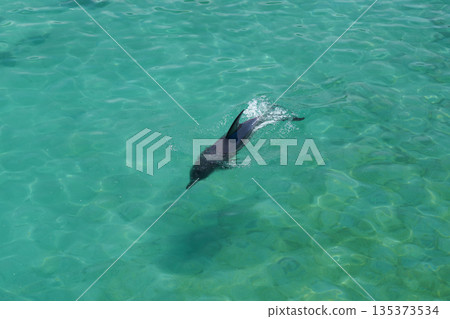 Swimming dolphins 135373534