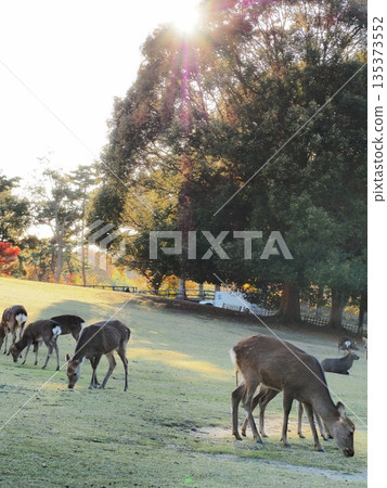 Deer of Tobihino, Nara Prefecture, November Deer of Tobihino, Nara Prefecture, November 135373552