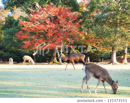 Autumn leaves and deer in Tobihino, Nara Prefecture, November Autumn leaves and deer in Tobihino, Nara Prefecture, November 135373553