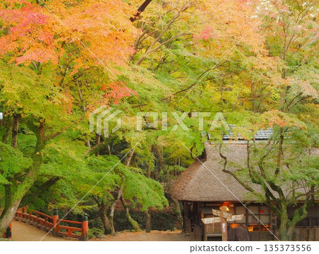 奈良縣 - 平野茶屋的秋葉和茅草屋頂 - 十一月 135373556
