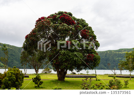 Sao Miguel Island Lakeside Trees 135373561