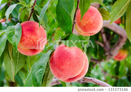 Fresh and sweet peaches from a summer orchard 135373586