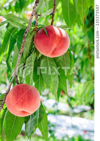 Fresh and sweet peaches from a summer orchard 135373587