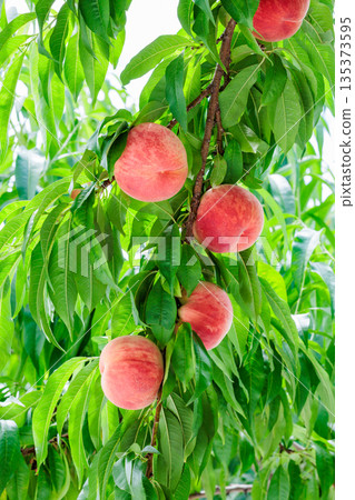 夏季果園新鮮甜美的桃子 135373595