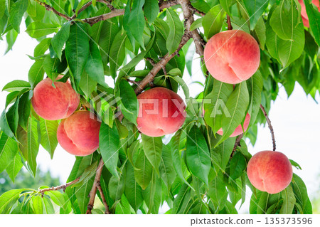 夏季果園新鮮甜美的桃子 135373596