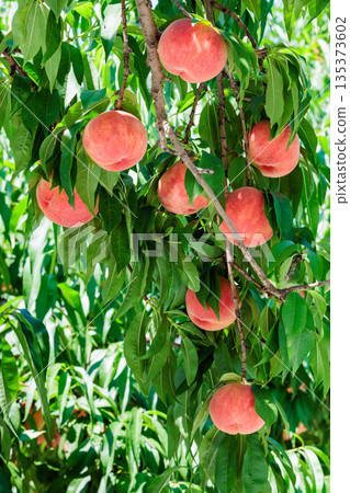 Fresh and sweet peaches from a summer orchard Fresh and sweet peaches from a summer orchard 135373602