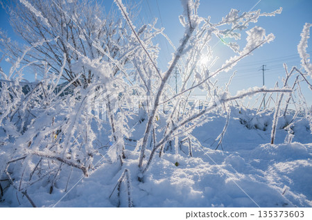 Shining frost [Nagano Prefecture] 135373603