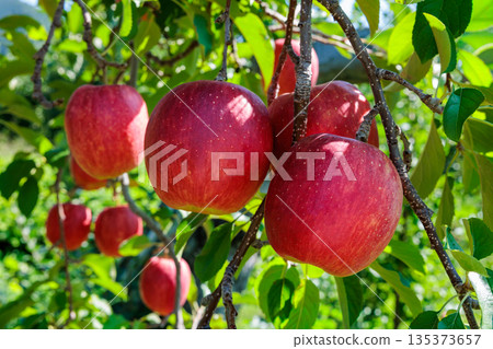 A close-up of Shinano Dolce, a delicious apple from the orchard A close-up of Shinano Dolce, a delicious apple from the orchard 135373657