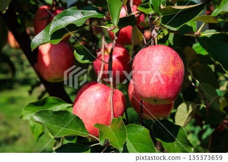 A close-up of Shinano Dolce, a delicious apple from the orchard A close-up of Shinano Dolce, a delicious apple from the orchard 135373659