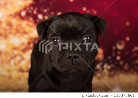 American Staffordshire Bull Terrier dog puppy on red background American Staffordshire Bull Terrier dog puppy on red background 135373661