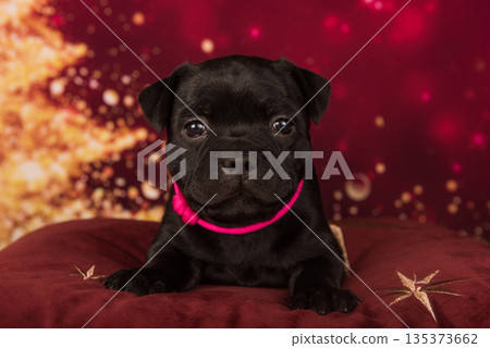 American Staffordshire Bull Terrier dog puppy on red background American Staffordshire Bull Terrier dog puppy on red background 135373662