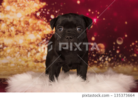 American Staffordshire Bull Terrier dog puppy on red background 135373664
