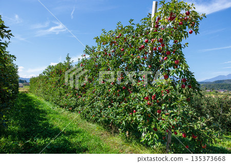 Autumn scene of Shinano Dolce apple orchard 135373668
