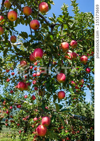 Autumn scene of Shinano Dolce apple orchard 135373669