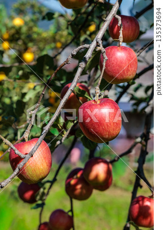 Close-up of delicious Shinano Sweet apples from the orchard Close-up of delicious Shinano Sweet apples from the orchard 135373694