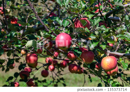 A view of Shinano Sweet orchard, a delicious apple in autumn A view of Shinano Sweet orchard, a delicious apple in autumn 135373714