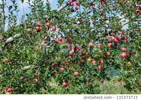 A view of Shinano Sweet orchard, a delicious apple in autumn 135373715