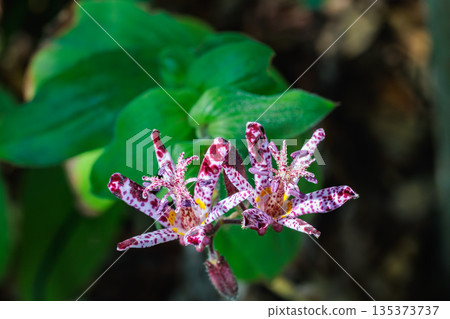 Close-up of beautiful cuckoo flower blooming in autumn garden 135373737