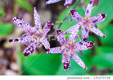 秋天花園裡盛開的美麗的 hototogi 花的特寫 135373739
