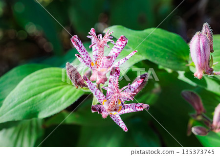 Close-up of beautiful cuckoo flower blooming in autumn garden 135373745