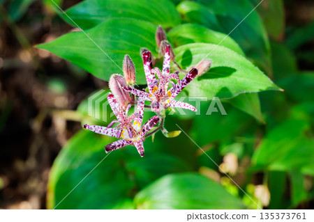 秋日花園裡盛開著許多美麗的杜鵑花。 秋日花園裡盛開著許多美麗的杜鵑花。 135373761