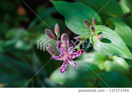 Many beautiful cuckoo flowers blooming in the autumn garden 135373764