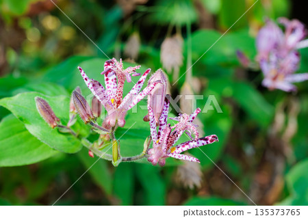 Many beautiful cuckoo flowers blooming in the autumn garden 135373765