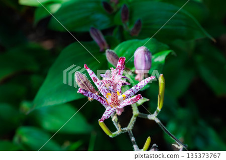 秋日花園裡盛開著許多美麗的杜鵑花。 秋日花園裡盛開著許多美麗的杜鵑花。 135373767