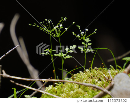 Rock lilies blooming in the mossy valley Rock lilies blooming in the mossy valley 135373802