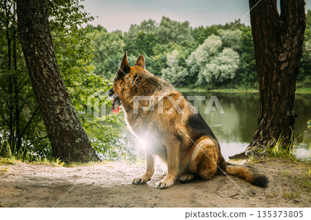 Alsatian Wolf Dog Sitting by River Trees Green Landscape Alsatian Wolf Dog Sitting by River Trees Green Landscape 135373805