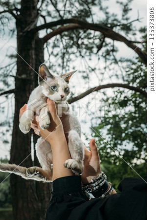 Blue Eyed White Devon Rex Held in Arms Against Tree Branch Background 135373808