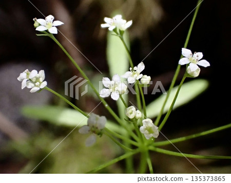 Flower of St. Ives Flower of St. Ives 135373865
