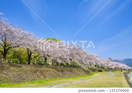 【神奈川縣】水無川沿岸的櫻花樹 135374008