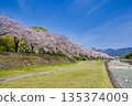 【神奈川縣】水無川沿岸的櫻花樹 135374009
