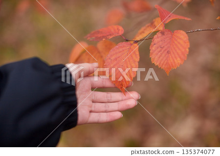 People walking in the winter forest observing the vibrant autumn leaves People walking in the winter forest observing the vibrant autumn leaves 135374077