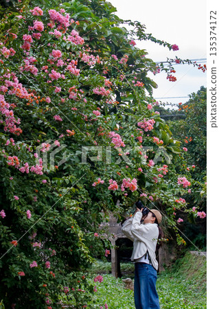 女子正在拍攝粉紅色花朵 135374172
