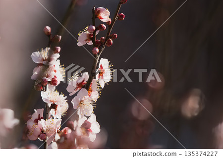 Plum blossoms telling the arrival of spring Plum blossoms telling the arrival of spring 135374227