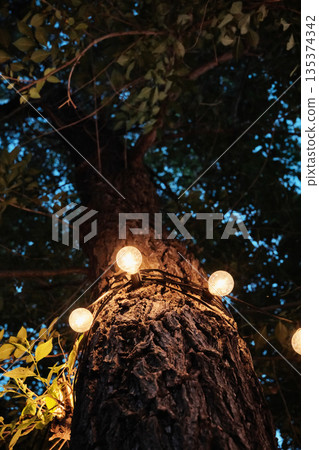 Tree trunk wrapped with warm string lights glowing in garden at evening Tree trunk wrapped with warm string lights glowing in garden at evening 135374342