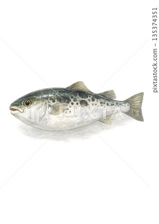Watercolor style pufferfish 135374351