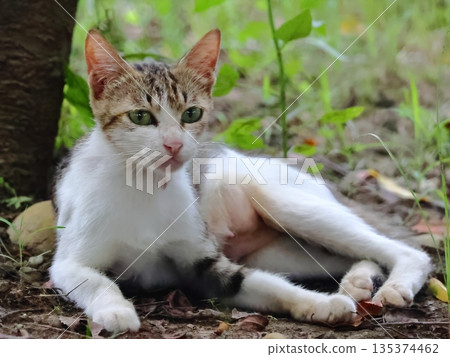 A mixed-breed kitten rests under a tree. A mixed-breed kitten rests under a tree. 135374462