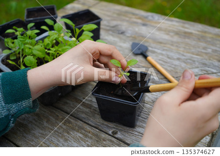 Each pot is labeled as the farmer settles the different colored aster varieties inside. 135374627