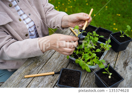 With practiced hands, the farmer places the delicate aster starts into their individual clay pots. With practiced hands, the farmer places the delicate aster starts into their individual clay pots. 135374628