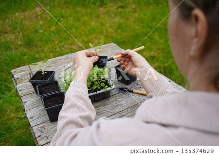 The farmer works methodically, placing one aster seedling into each pot arranged on the table. The farmer works methodically, placing one aster seedling into each pot arranged on the table. 135374629